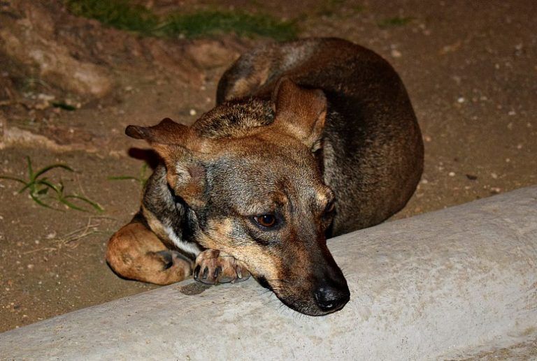 Operation Cheerio | Rescuing a Cuban Street Dog | Live Limitless